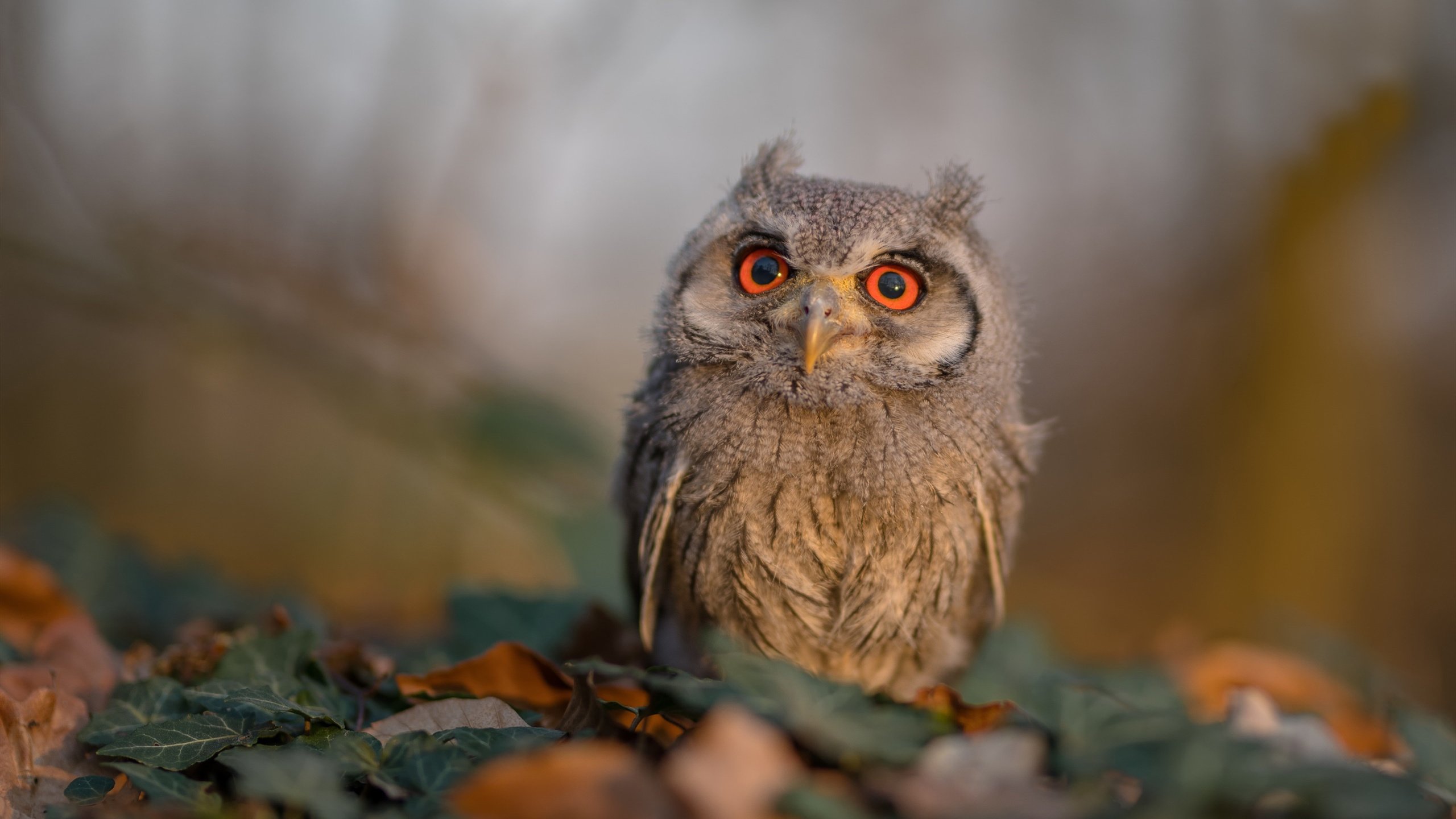 《传统体育与电竞融合：新合作开启双赢局面》，电竞比赛和传统体育比赛区别