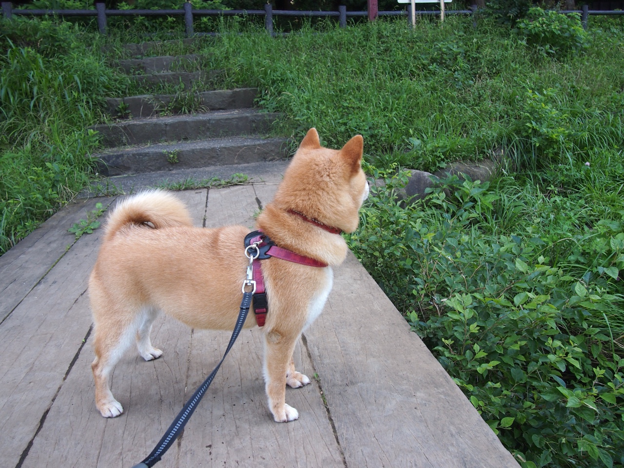 【策略揭秘】马克·塞尔比:用细节“设计”比赛的每一步,马克塞尔比的人生经历