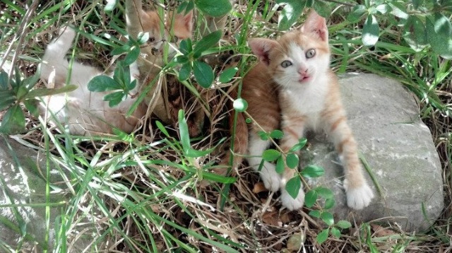 全国青少年篮球挑战赛激烈角逐,发现未来之星,2021年全国青少年篮球竞赛计划