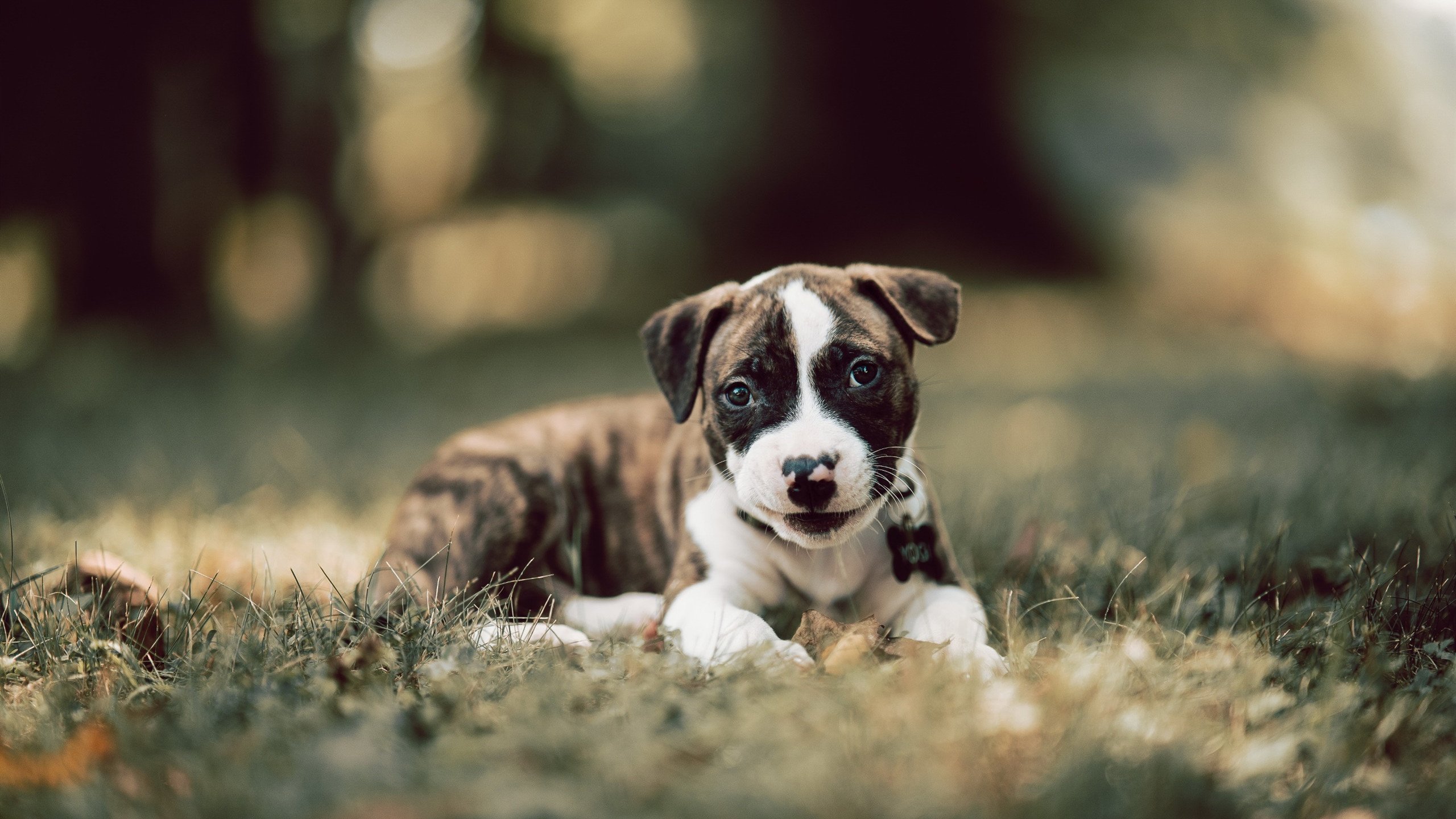 特色篮球文化产品获得市场热捧，助力产业升级，篮球产品的策划方案