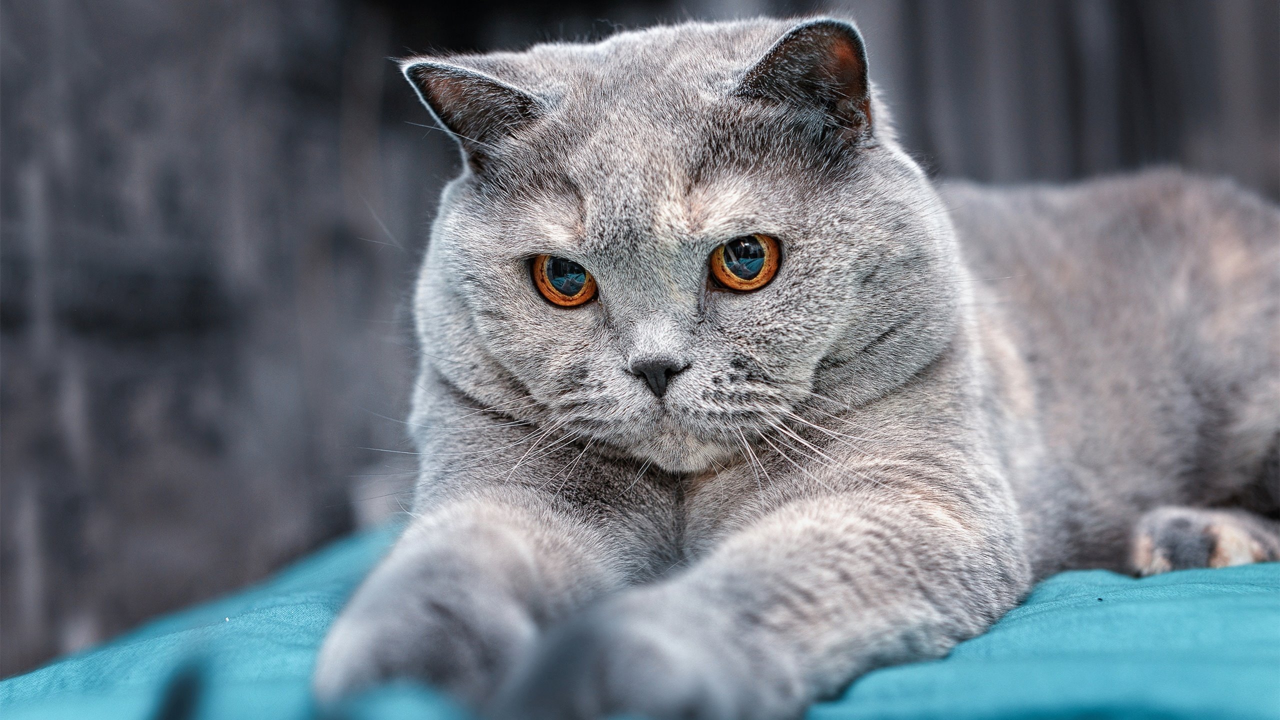 乐鱼官网-绿色环保篮球场地在全国范围内推广实施，篮球场环氧地坪图片