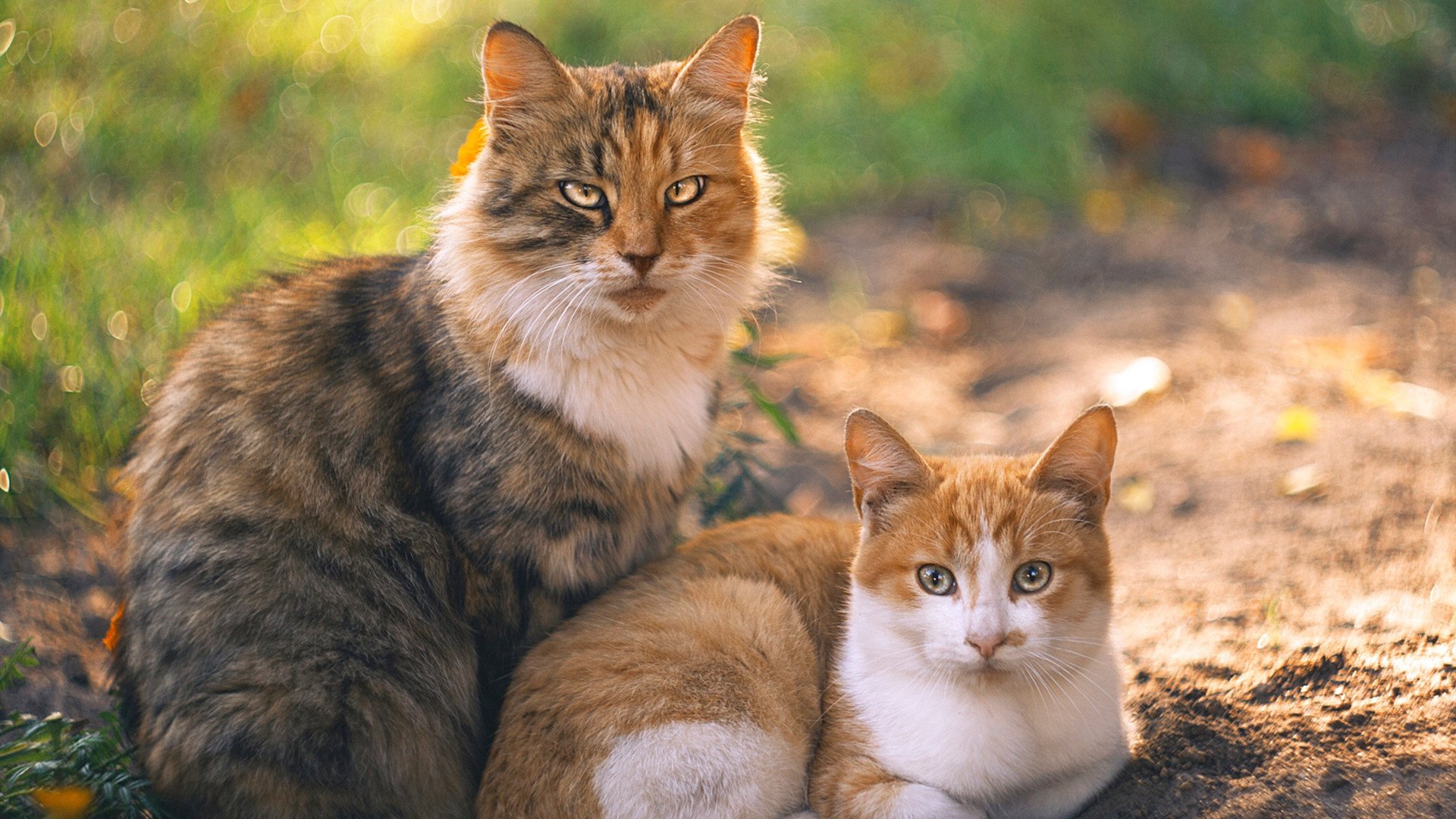 绿色环保篮球：联盟推动低碳运动新理念，绿色低碳节能环保的标语