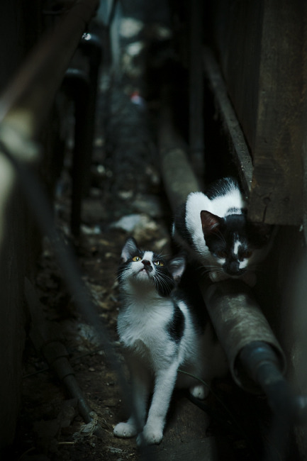 乐鱼体育App下载-青少年“拼搏青春”公益篮球直播在广州火爆进行，弘扬正能量，nybo青少年篮球公开赛广州