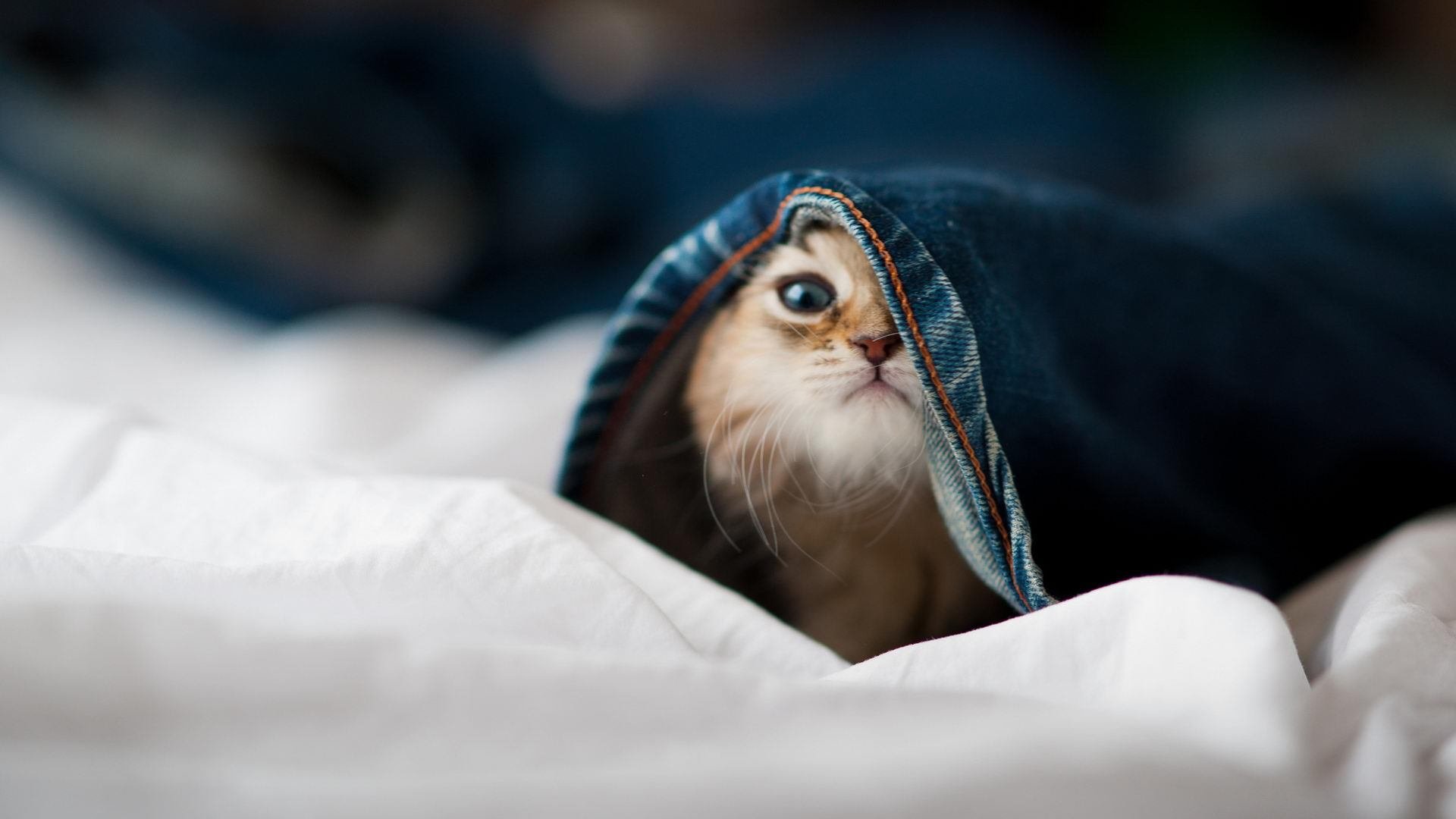 尤文图斯主场大胜曼城,却仍止步八强!,尤文图斯对曼联视频