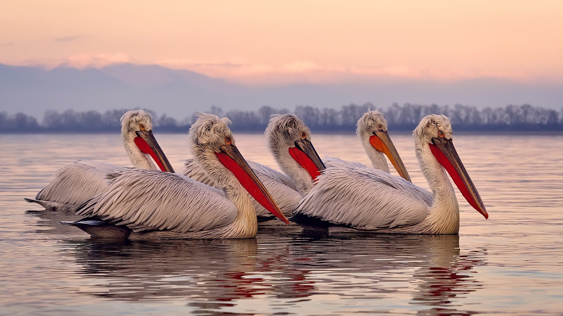 乐鱼官网-梅西转会巴黎圣日耳曼，法国球迷狂欢，梅西已和巴黎圣日耳曼谈妥