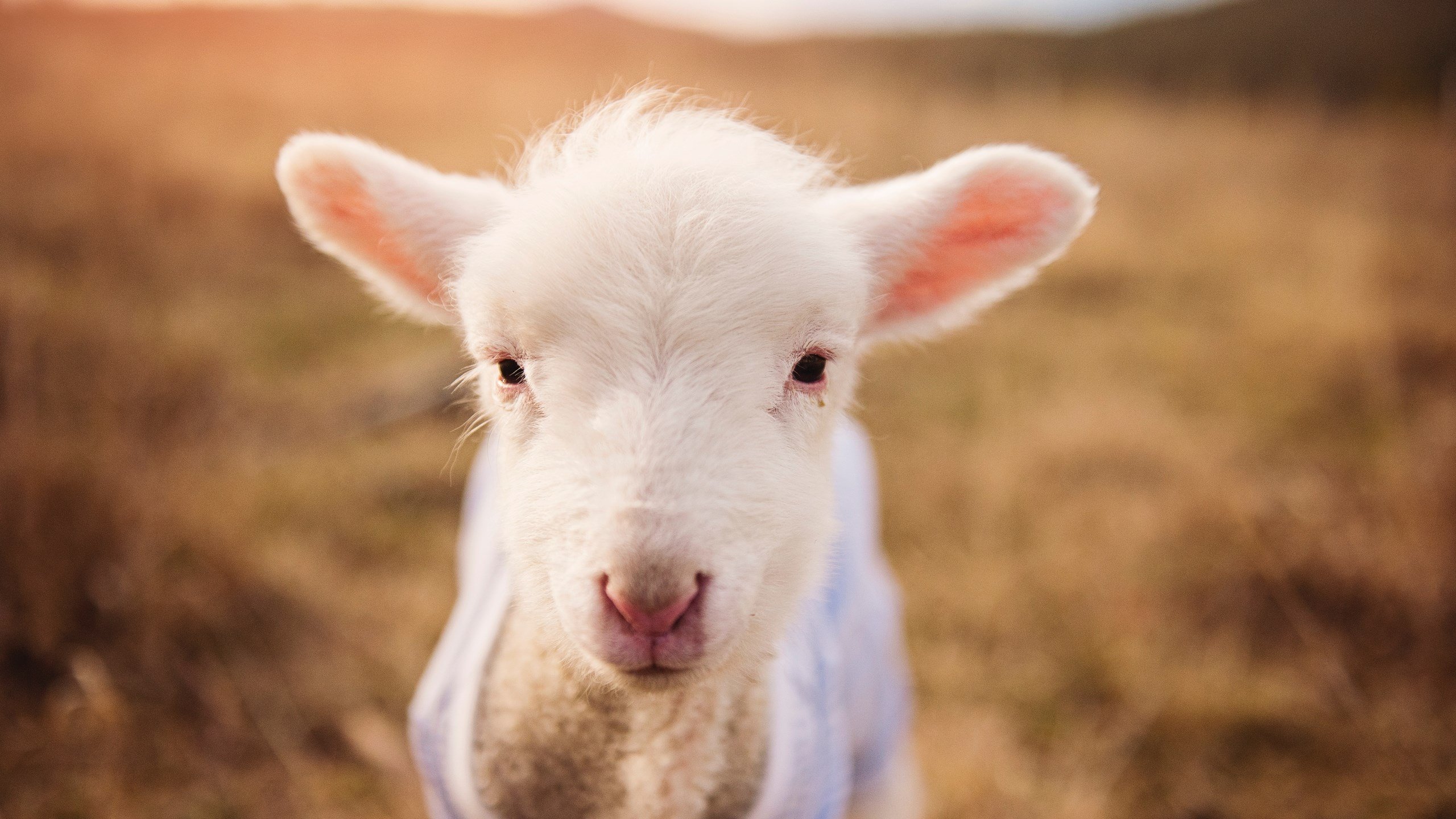 乐鱼体育平台官网-火箭主场不敌小牛，德罗赞轰分狂胜国王，火箭队伍德数据