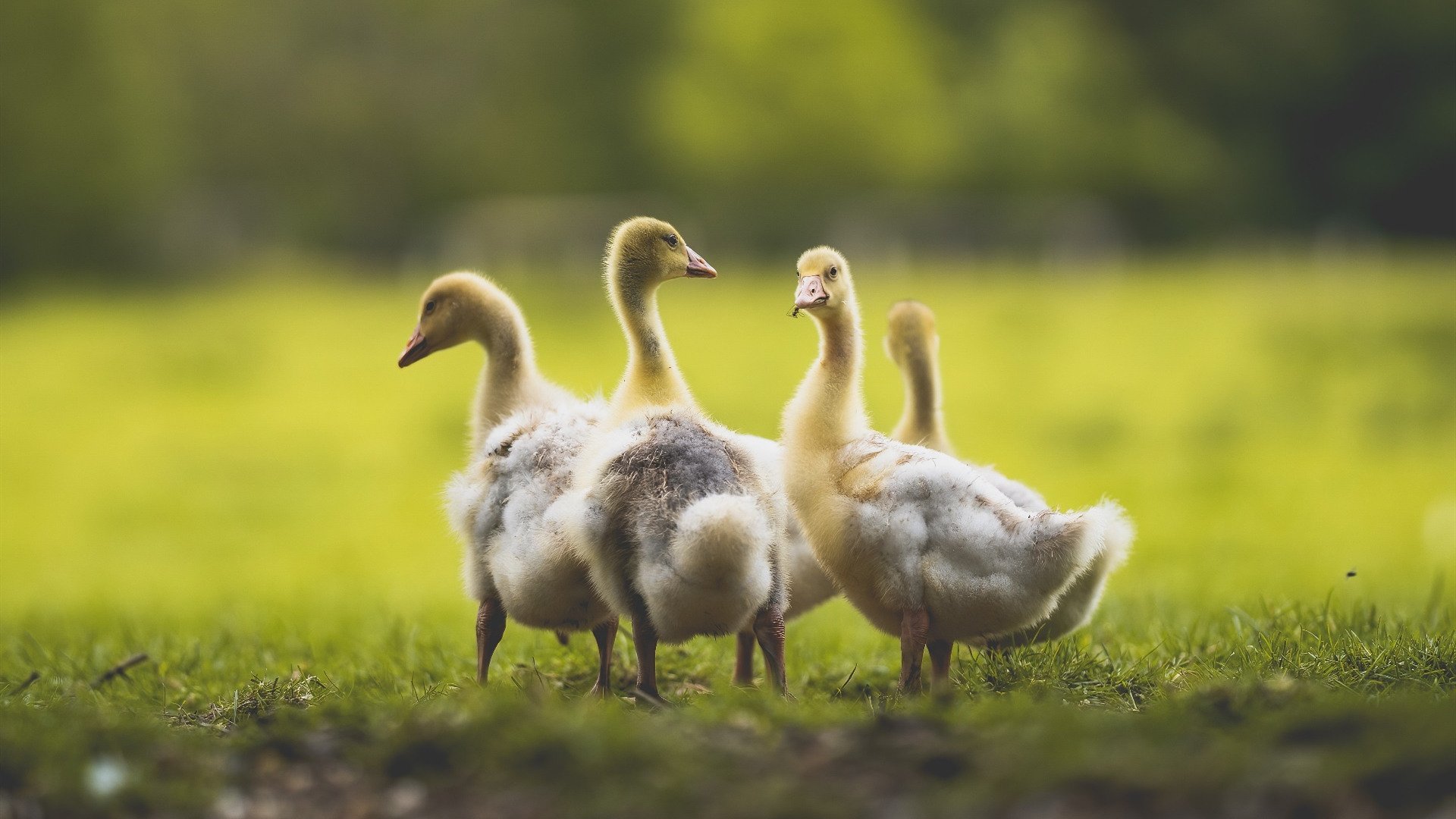 火箭主场击败黄蜂，取得连胜势头，火箭对黄蜂录像回放