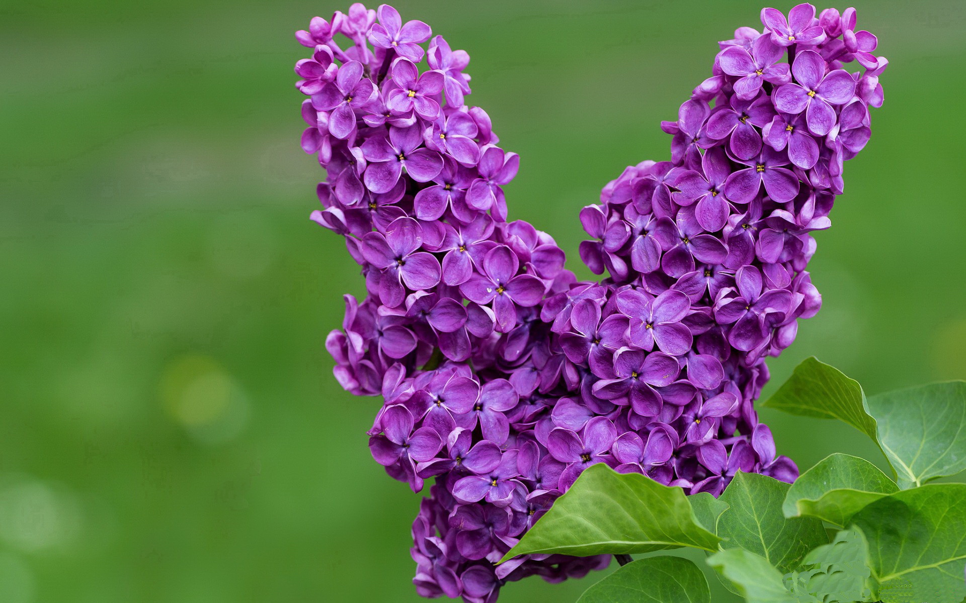西甲裁判语义分析助力减少误判率的实践研究,西甲足球裁判
