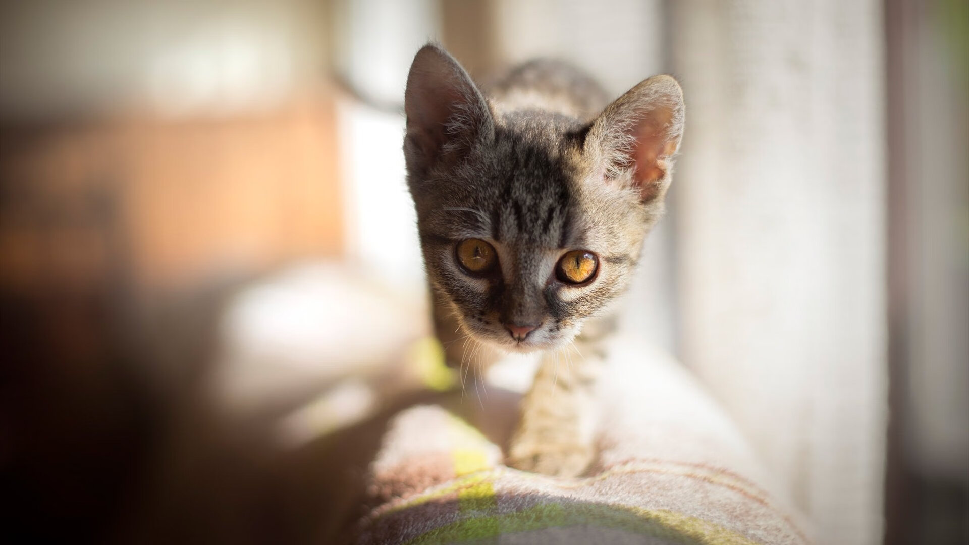 足球产业链:从青训到转播的全产业生态,足球产业主要经营内容