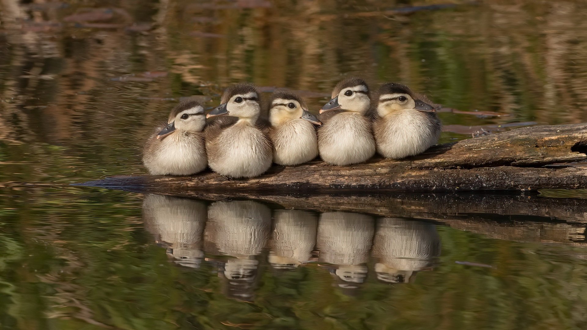 澳男队与美中三强角逐奖牌，澳男篮联赛