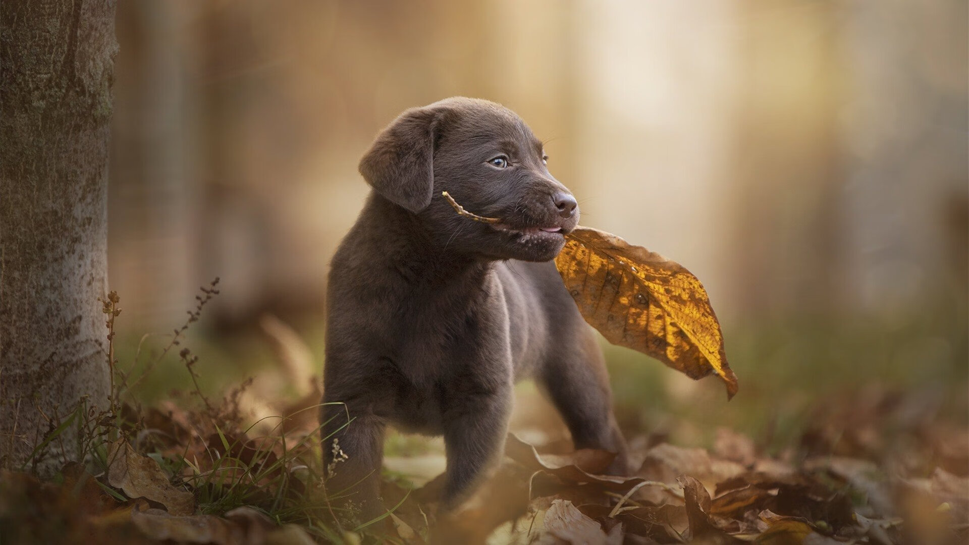 瑞典队战术解读:如何巧妙地控制比赛局势,瑞典队进攻能力