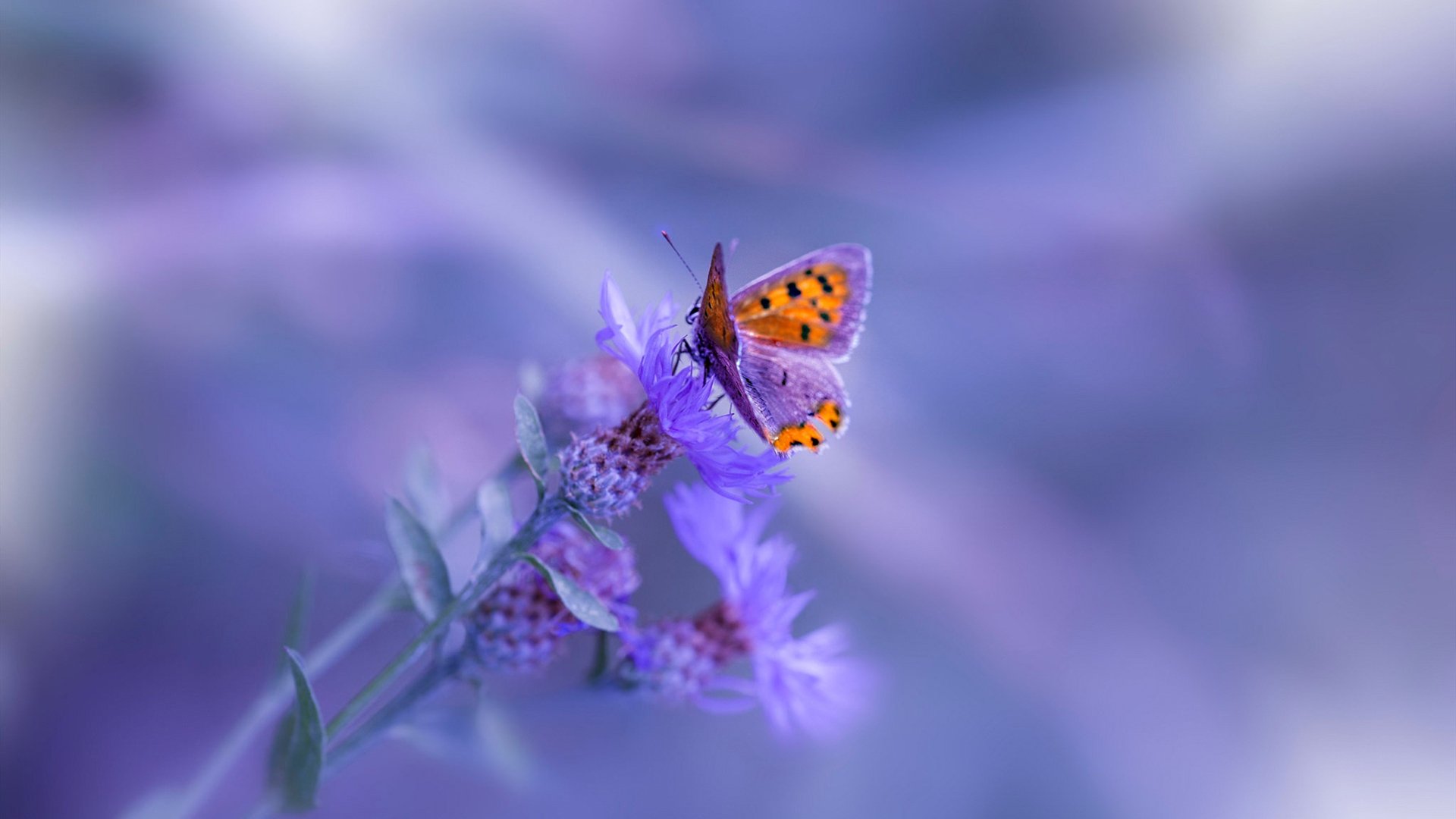 乐鱼体育-阵容灵活性是否等同于节奏适应性，灵活组排阵容