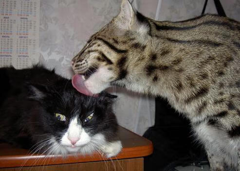 乐鱼电竞-卡普尔的强力冲刺与快速决策，带领袋鼠队压制对方反击，卡普尔ms