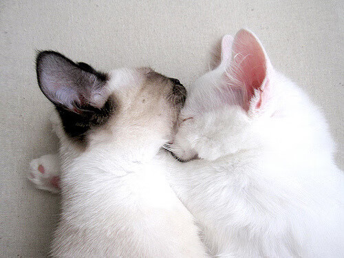 女子足球鼓励参与国际教练交流引入多样化理念，女子足球训练视频