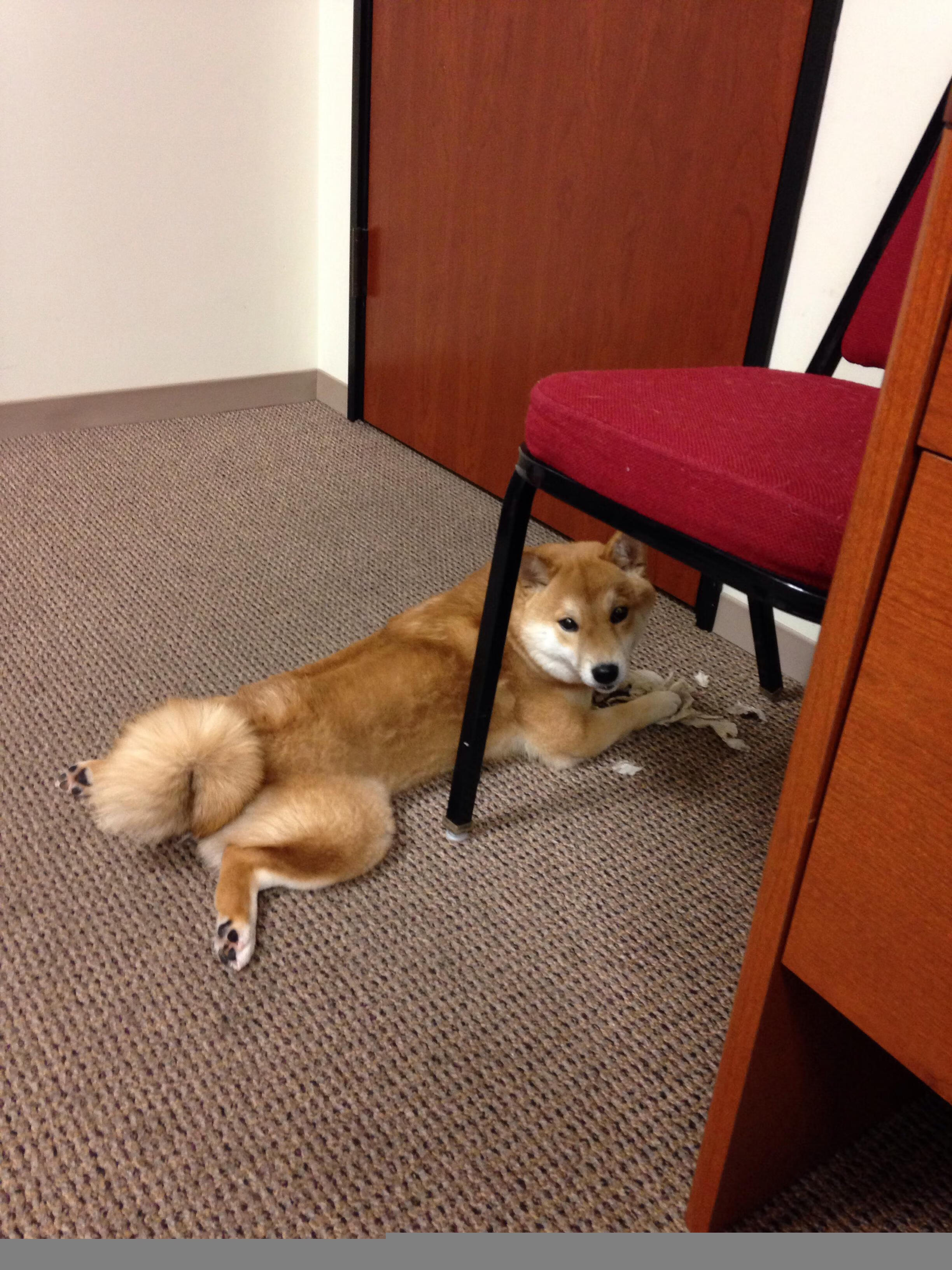 艾比·德尔福:防守中的战术大师,助力南非队始终保持稳压,艾比德什么意思