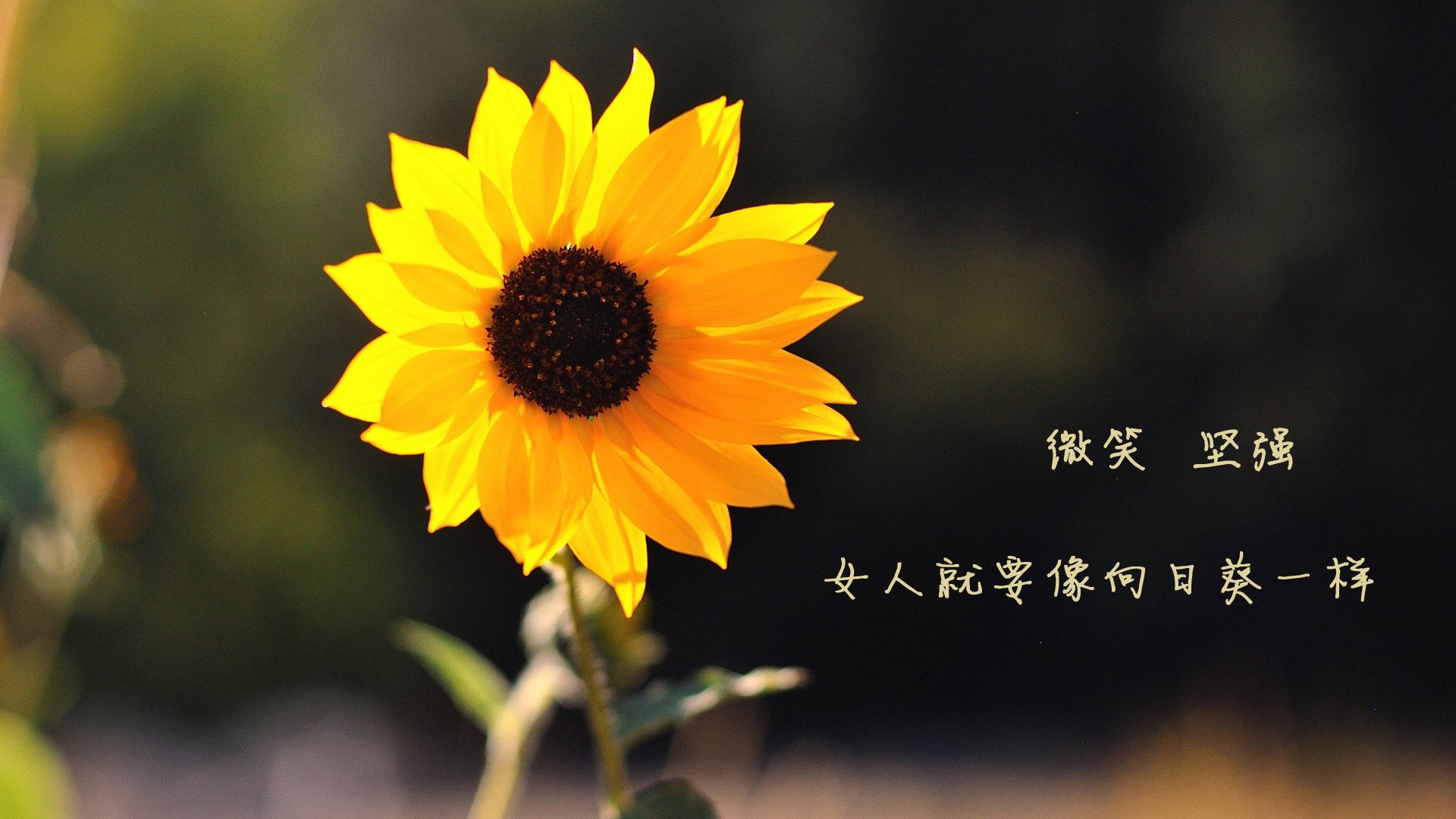 Leyu Sports (乐鱼体育)-英超冲刺激烈：悬念持续升温，场场精彩！，英超争4